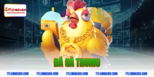 Link xem đá gà Thomo trực tiếp kịch tính và hấp dẫn nhất 4 đá gà thomo